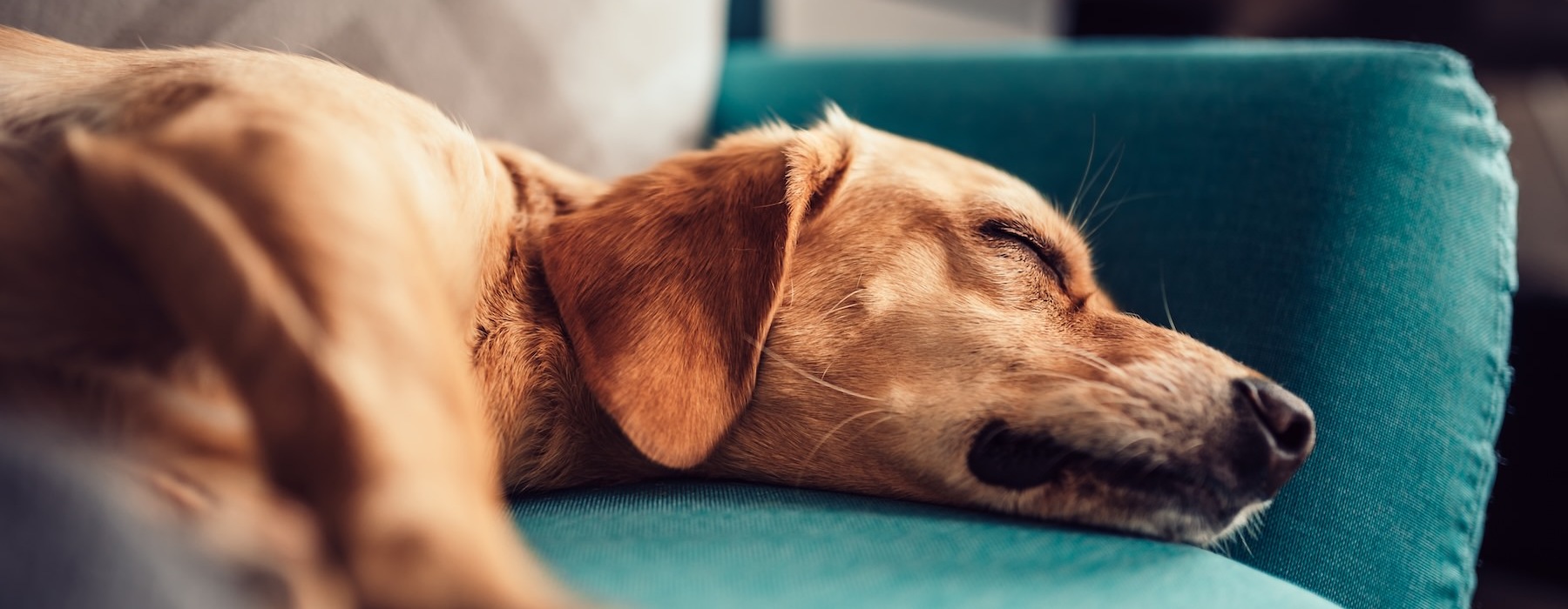 a dog sleeping on a couch