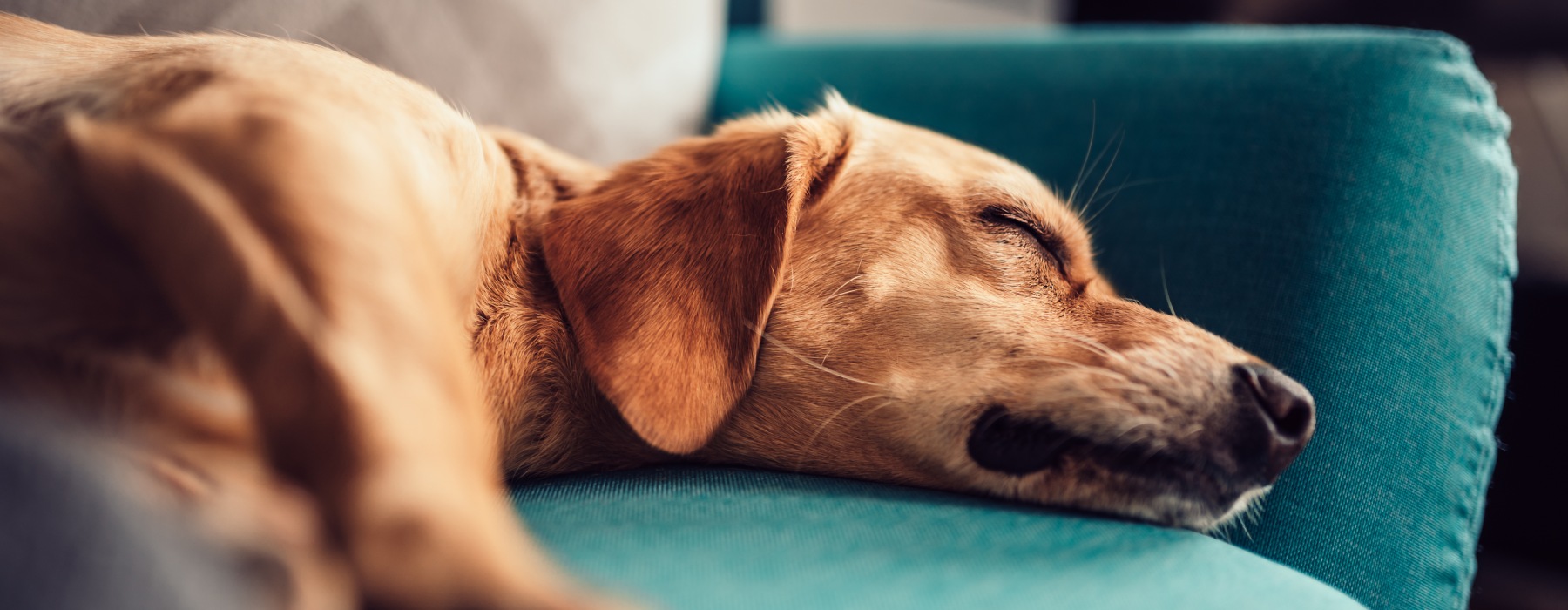 a peaceful sleeping dog on a couch